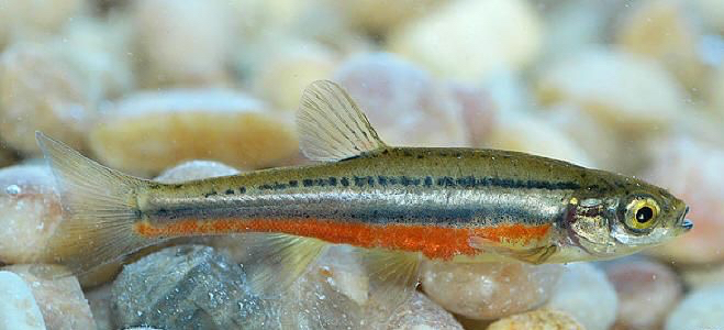 Image of Northern Redbelly Dace